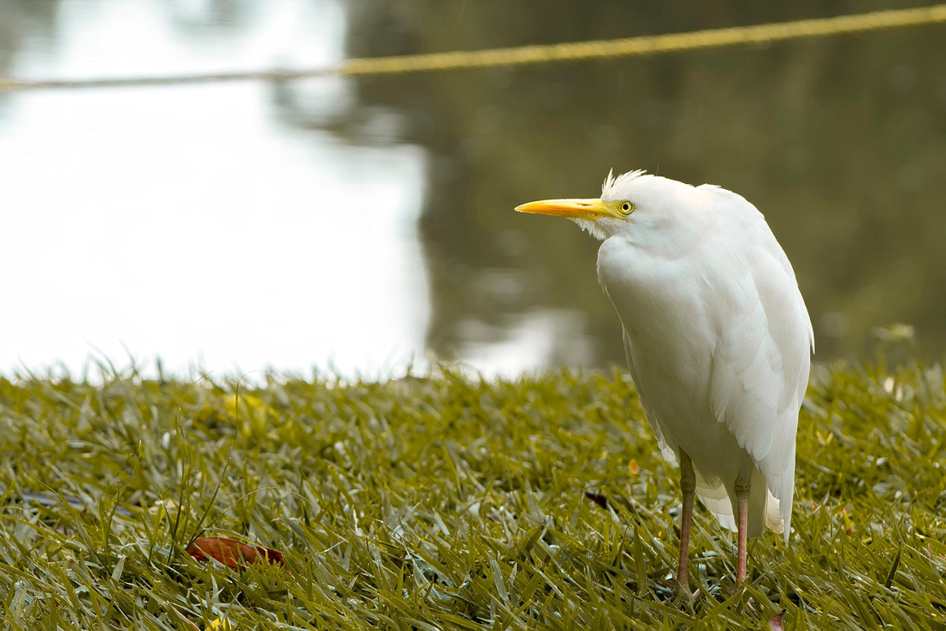 Pênis De Borracha Maciça 16,5 X 4,4Cm